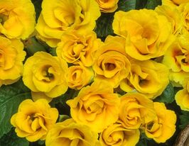 Розсада Примула великоквіткова махрова золотистакупити