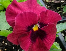 Розсада Віола рожева з вічкомкупити