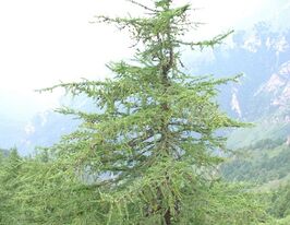 Лиственница принца (Рупрехта Larix) купить