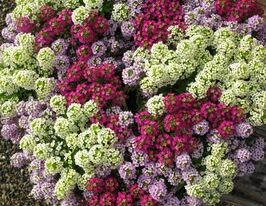 Рассада Аллисум смесь купить