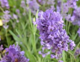 Лаванда вузьколиста Дварф Блю (Dwarf Blue)купити