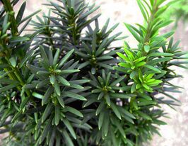 Тис середній Войтек (Wojtek)купити