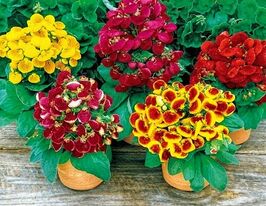 Рассада Кальцеолярия гибридная смесь купить