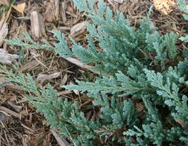 Можжевельник горизонтальный Блю Чип ( (Blue Chip) купить