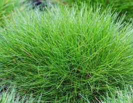 Вівсяниця метельчата (Festuca scoparia)купити