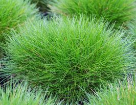 Вівсяниця метельчата (Festuca scoparia)купити