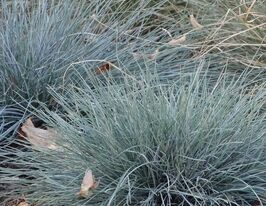  Овсяница сизая Азурит (Festuca glauca Azurit) купить