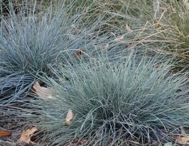 Вівсяниця глаука Азуріт (Festuca Glauca Azurit)купити