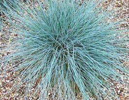 Вівсяниця аметистова (Festuca amethystina)купити