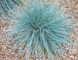 Вівсяниця аметистова (Festuca amethystina)купити