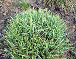 Осока птахоніжкова Варієгата (Carex ornithopoda Variegata)купити
