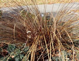 Осока Буханана (Carex buchananii) купить