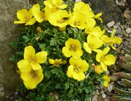 Виталиана примулоцветковая (Vitaliana) купить