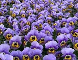 Розсада Віола лавандова з вічкомкупити