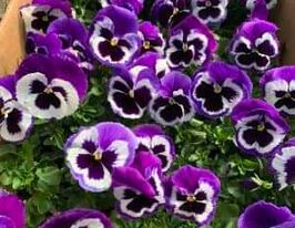 Розсада Віола фіолетово-біла з вічкомкупити