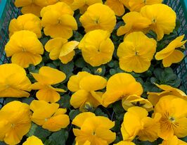 Розсада Віола жовтакупити