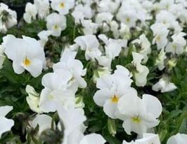 Розсада Віола білосніжнакупити