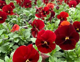 Розсада Віола червона з вічкомкупити