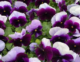 Розсада Віола малиново-біла з криломкупити