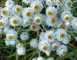 Анафаліс трижилковий (Anaphalis triplinervis) 1 шткупити