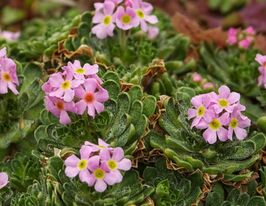 Проломник молодиловидний (Аndrosace sempervivoides)купити