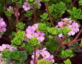 Проломник гіллястий (Androsace sarmentosa)купити