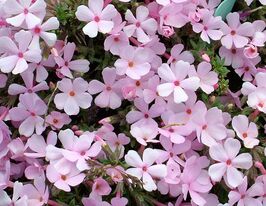 Флокс шиловидный Борановице (Boranovice) купить