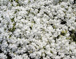 Флокс шиловидный Калвидес Уайт (Calvides White) купить