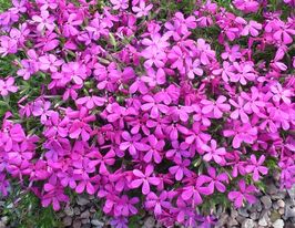 Флокс дугласа Крекер Джек фиолетовый (Cracker jack violet) купить