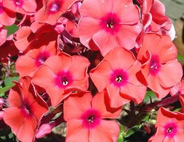 Флокс волотистий Оранж Ай (Orange iey)купити