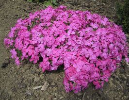 Флокс шиловидный Мак Даниэлс Кюшон (Mcdaniels Cushion) купить