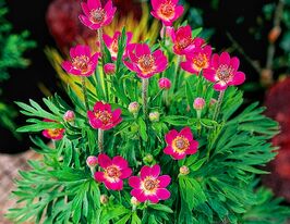Анемона мульфида Рубра (Anemone multifida Rubra) купить