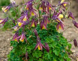 Аквілегія (flabellata Blackcurrant Ice)купити