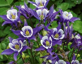 Аквілегія звичайна ( Winky Blue-White)купити