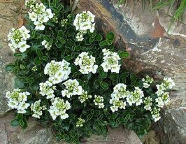 Арабіс Зюндермана (arabis suendermanni)купити