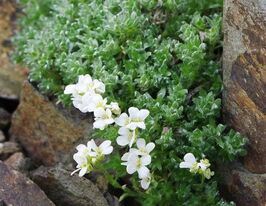 Арабис Келлера (Arabis kellereri)  купить