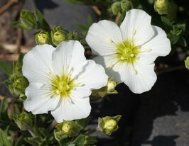 Аренария (arenaria montana) купить