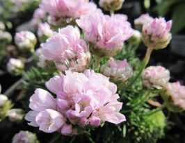 Армерия можжевелолистная Лелековице (Armeria juniperifolia Lelekovice)  купить