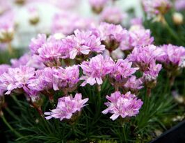 Армерия можжевелолистная Брно (Armeria juniperifolia Brno) купить