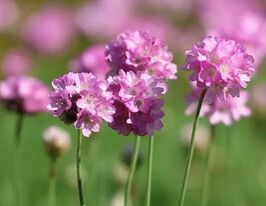 Армерия приморская Розеа (Armeria maritima Rosea)  купить