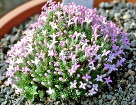 Асперула Гуссона (Asperula gussonii) купить