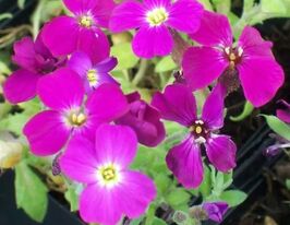 Обрієта гібридна Лукас (Aubrieta hybrida Lucas)купити