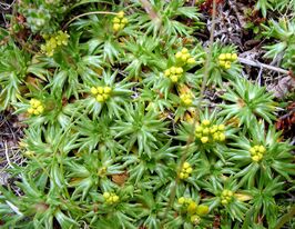 Азорелла трехволнистая (Azorella trifurcata) купить
