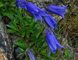 Колокольчик Шамиссо (Campanula chamissonis)  купить