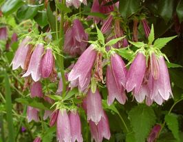 Дзвоник крапчастий (Campanula punctata)купити
