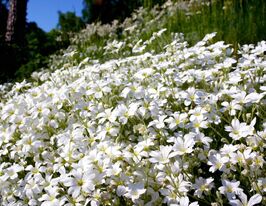 Роговик повстяний (Ясколка войлочна) (Cerastium tomentosum)купити