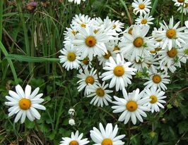 Хризантема арктична (Chrysanthemum arcticum)купити