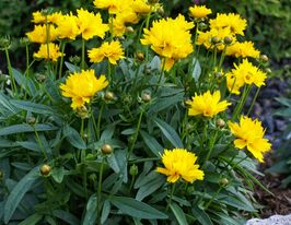 Кореопсис крупноцветковый Престо (Coreopsis grandiflora Presto)  купить