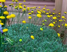 Котула щетиностебельная (Cotula hispida)  купить