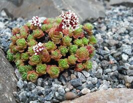 Товстянка мілфорда Варієгата (Crassula milfordiae Variegatum)купити